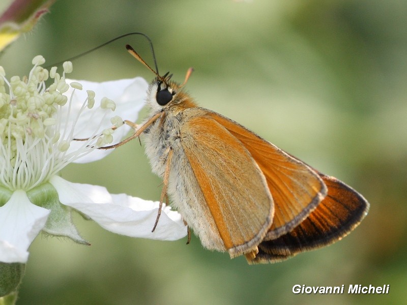 Thymelicus acteon o lineola? T. lineola